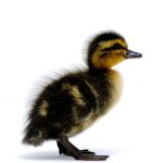 Picture of Rouen Duck- Straight Run