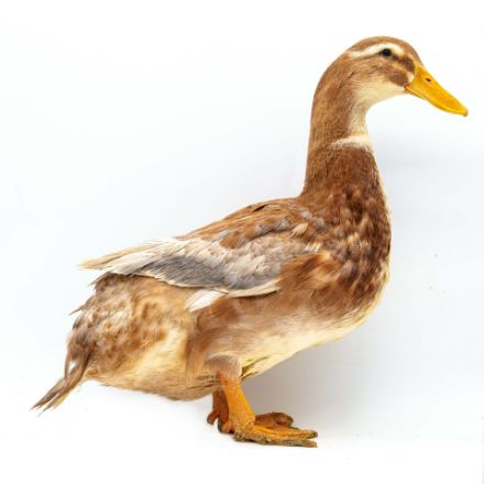 Picture of Saxony Duck- Straight Run