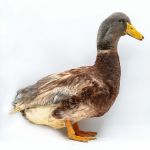 Picture of Saxony Duck- Straight Run