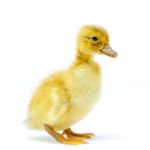 Picture of Saxony Duck- Straight Run