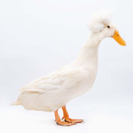 Picture of White Crested Duck- Straight Run