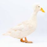 Picture of White Crested Duck- Straight Run