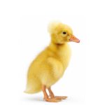 Picture of White Crested Duck- Straight Run