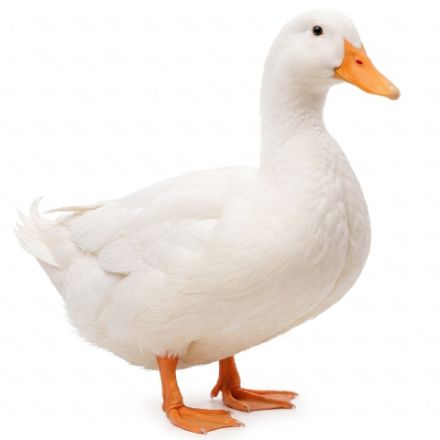 Picture of White Layer Duck- Straight Run