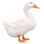 Picture of White Layer Duck- Straight Run