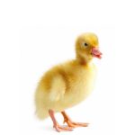 Picture of White Layer Duck- Straight Run