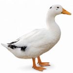 Picture of Ancona Duck- Straight Run