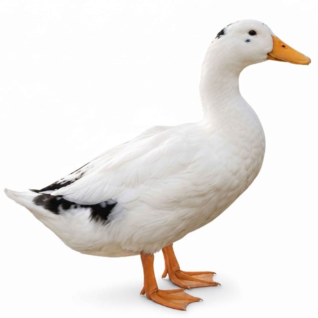 Picture of Ancona Duck- Straight Run