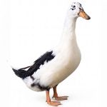 Picture of Ancona Duck- Straight Run