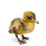 Picture of Ancona Duck- Straight Run
