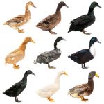 Picture of Assorted Ducks- Straight Run