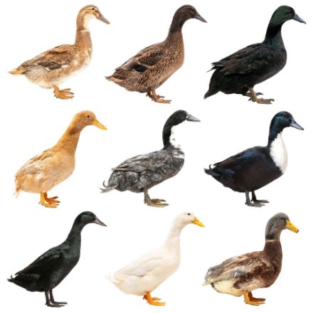 Picture of Assorted Ducks- Straight Run
