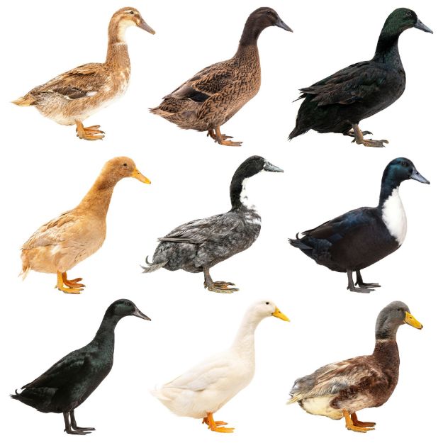 Picture of Assorted Ducks- Straight Run
