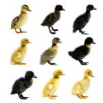 Picture of Assorted Ducks- Straight Run