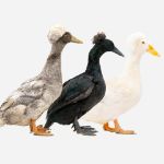 Picture of Assorted Crested Duck- Straight Run