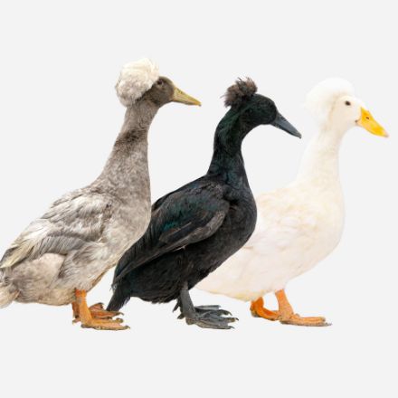 Picture of Assorted Crested Duck- Straight Run