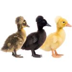 Picture of Assorted Crested Duck- Straight Run