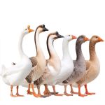 Picture of Assorted Geese