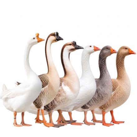 Picture of Assorted Geese