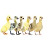 Picture of Assorted Geese