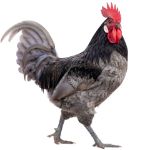 Picture of Blue Andalusian