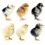 Picture of Assorted White Egg Layer